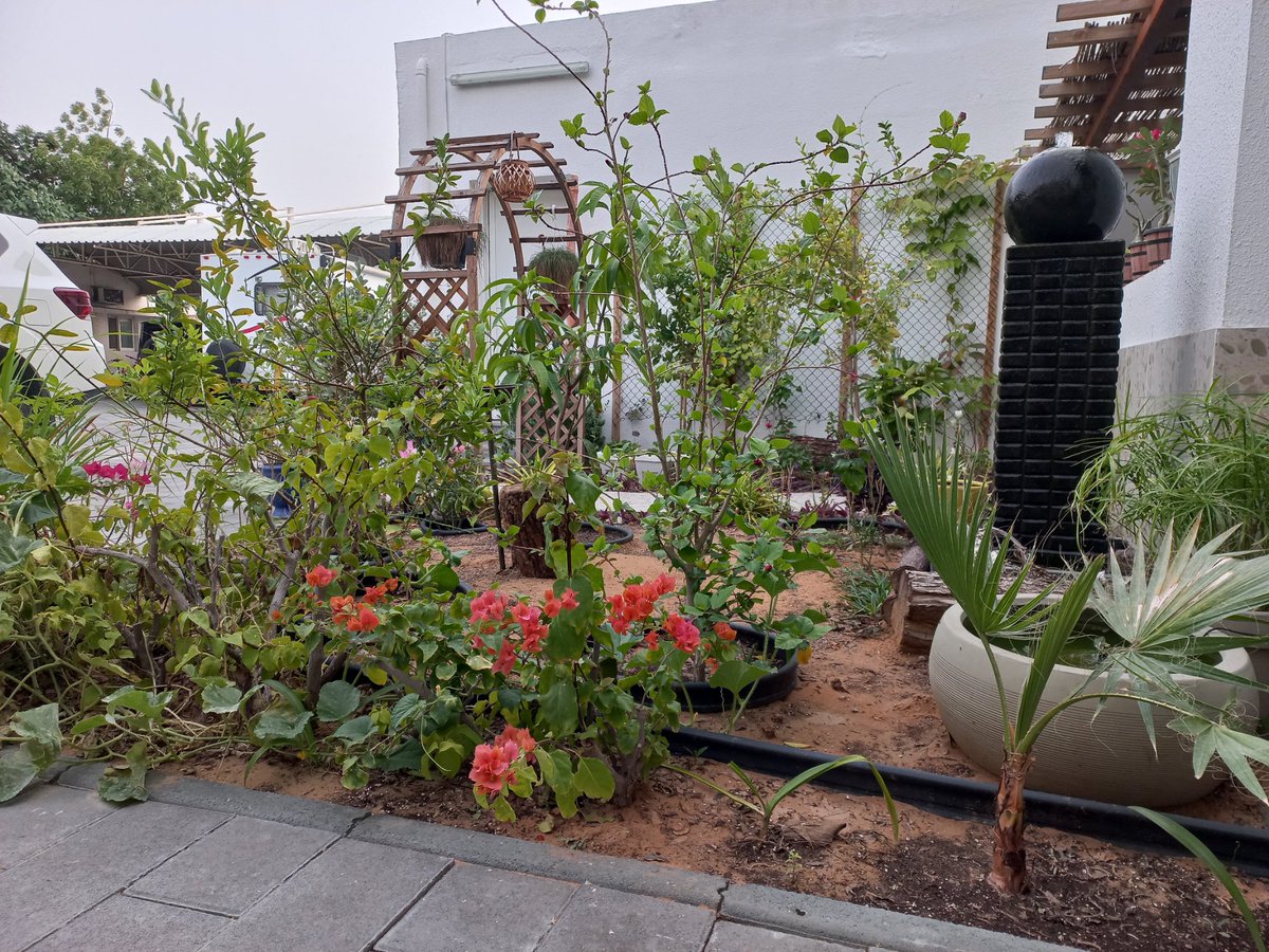 فلاسية 🇦🇪( هاوية للزراعة ومحبة للطبيعة)🇦🇪 tweet media