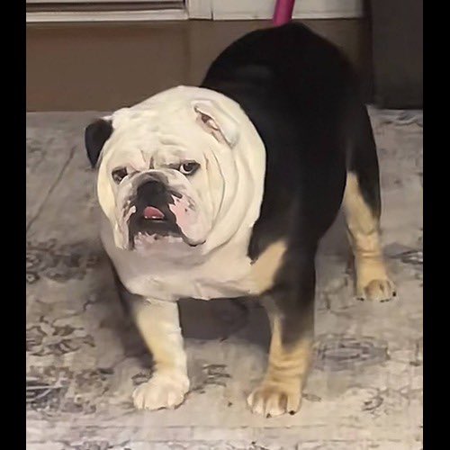 $ODIE 

We are live. $ODIE The Bull Dog. Viral Dog on Tiktok. 1.2M Followers on Tiktok. 32M views on viral video.

CA: 9xgyhGhx58DBKW7j2LFy7KDeWb8mp6kchrkm6p9wpump

pump.fun/9xgyhGhx58DBKW…