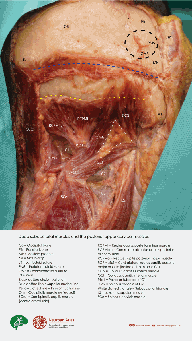 Neuroan Atlas tweet media