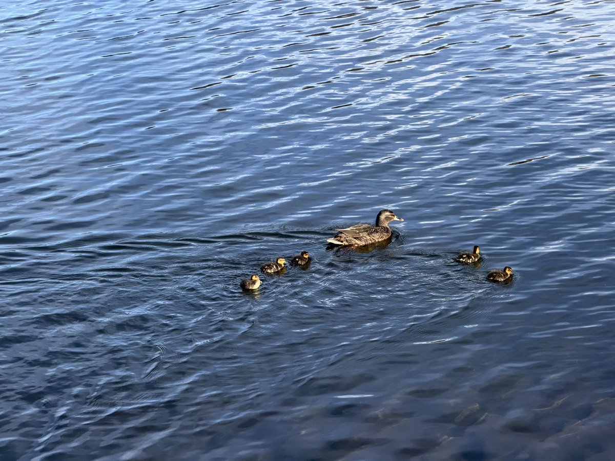 Soham Deshpande tweet media