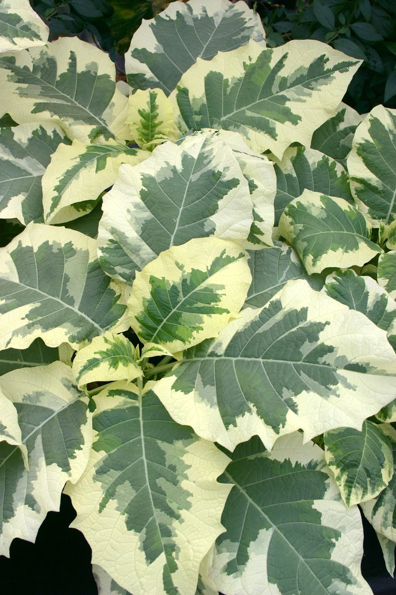 TerraNovaNurs's tweet photo. #PlantOfTheDay: #Brugmansia 'Snowbank' has elegant white trumpet flowers that shine against striking green-and-cream variegated foliage. Sweetly fragrant blooms open from evening through fall, perfect as a patio or garden showstopper: https://t.co/BV3VEHhMH2 #Snowbank #Fragrant https://t.co/QM5i14uLVm