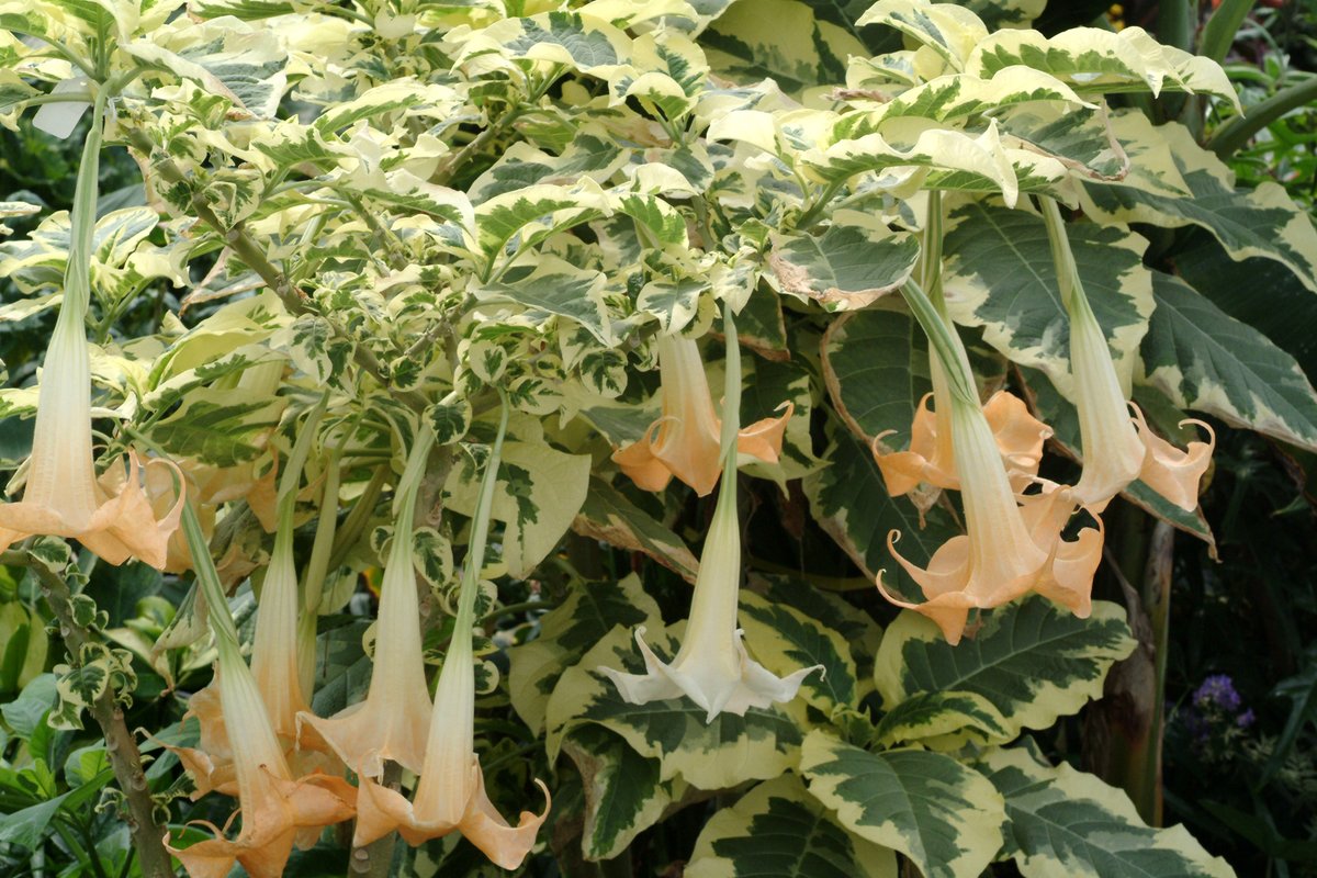 TerraNovaNurs's tweet photo. #PlantOfTheDay: #Brugmansia 'Snowbank' has elegant white trumpet flowers that shine against striking green-and-cream variegated foliage. Sweetly fragrant blooms open from evening through fall, perfect as a patio or garden showstopper: https://t.co/BV3VEHhMH2 #Snowbank #Fragrant https://t.co/QM5i14uLVm