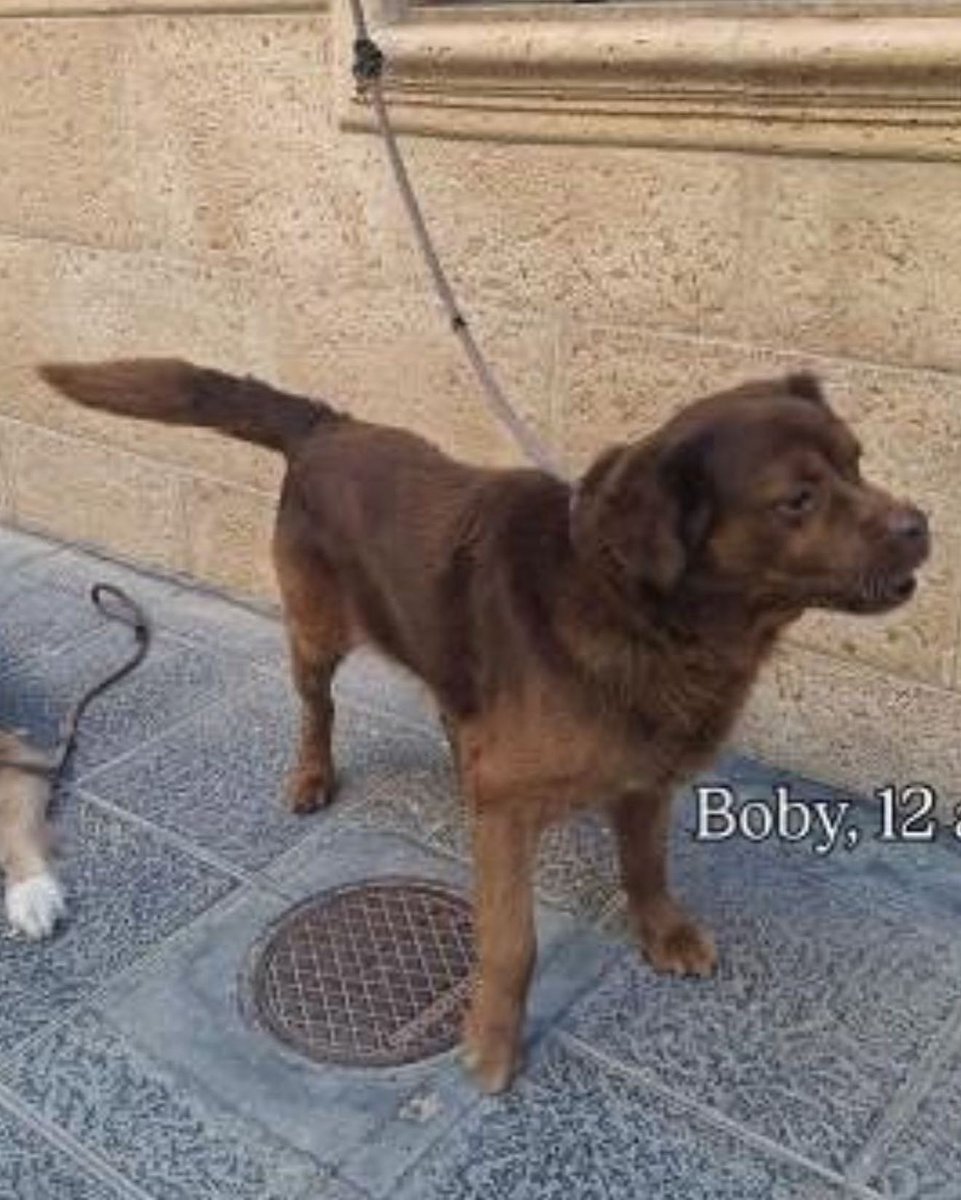 SOS Abuelos tweet media