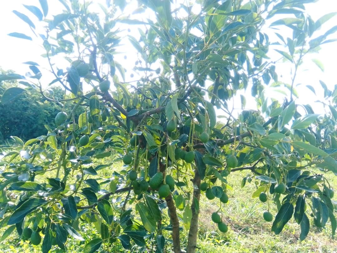 L’exportation est le moteur de la croissance économique : elle alimente les industries, crée des emplois et construit la richesse nationale