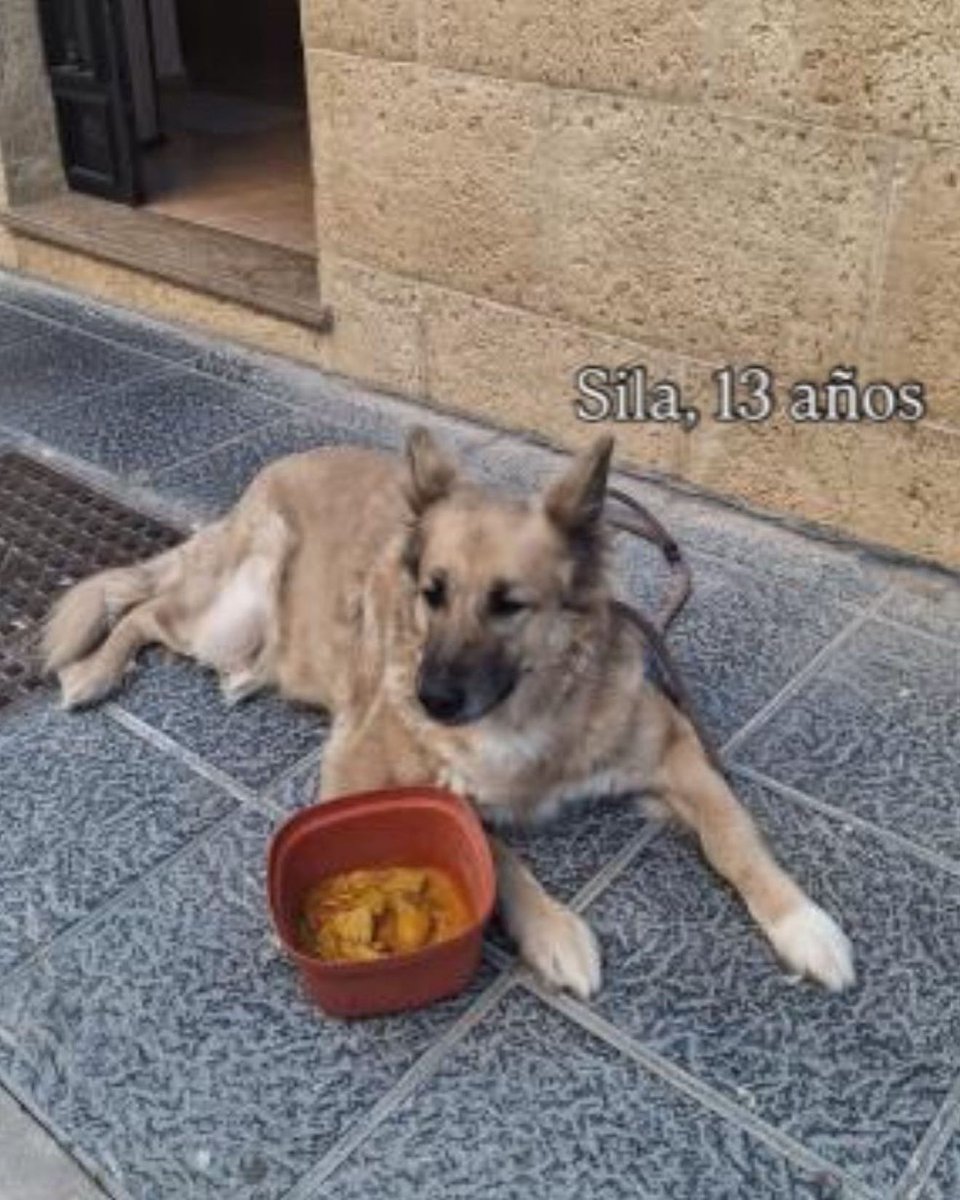 SOS Abuelos tweet media