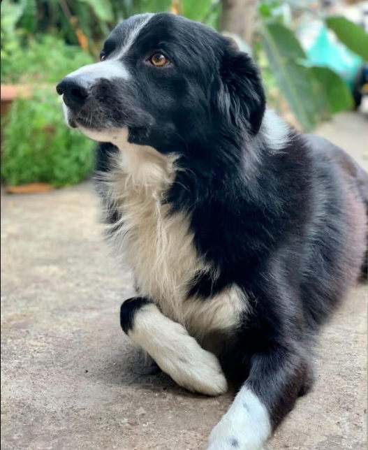 שגב ישראל אפריאט tweet media