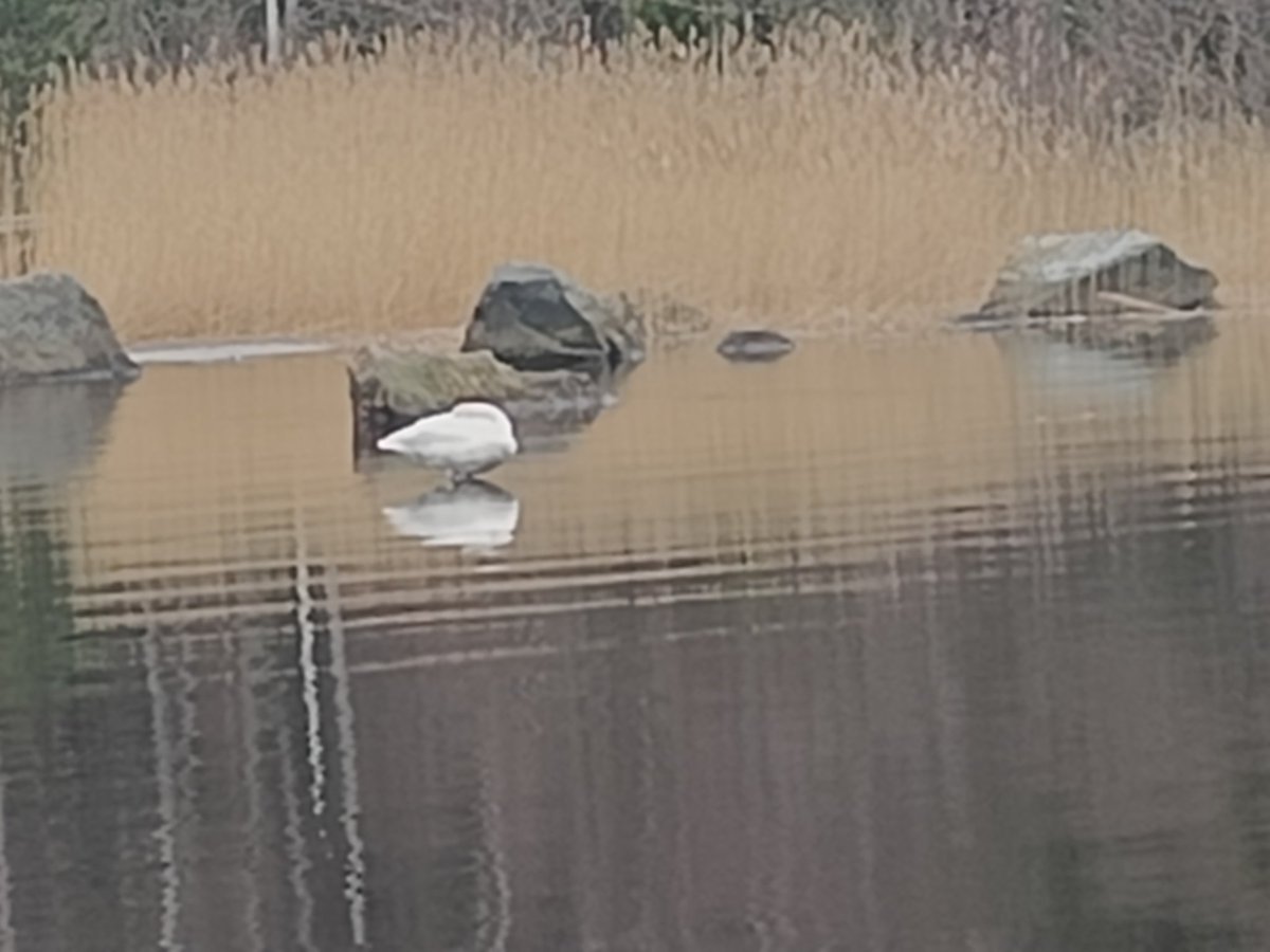 Terroristi Ristokin oli tullut taas maisemiin etelänreissultaan🥰

Risto on vähän öykkäröivä vanha herra, joka menetti puolisonsa noin 8 vuotta sitten sähkölinjalle.
Uskollisesti vuodesta toiseen kuitenkin rantautuu huudeillemme jöötä pitämään♥️