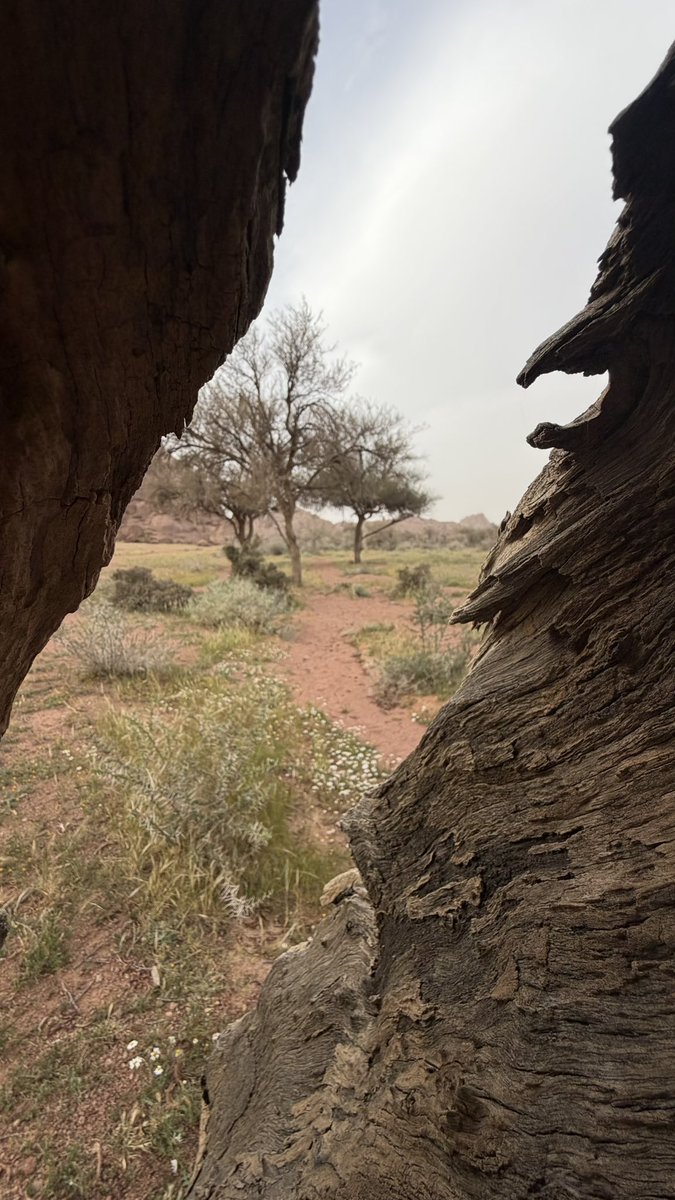 مها🤍hail tweet media