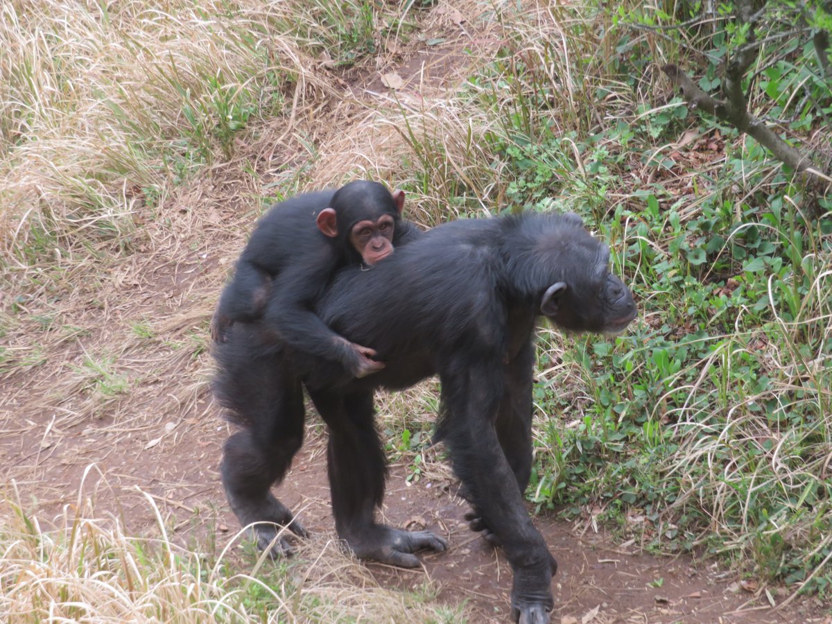 溝上万里央 tweet media