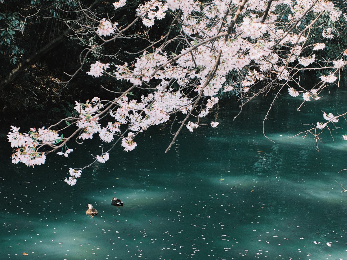 きりまれ tweet media