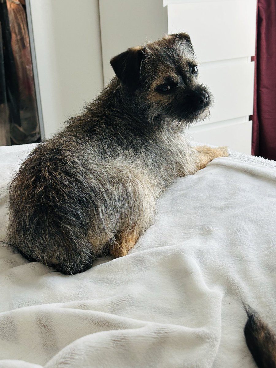 MrsLC & Walter “The sock eating BT” OBE tweet media