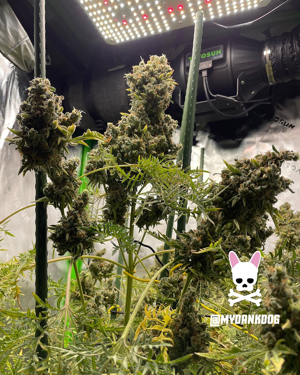 MyDankDog's tweet image. She got the chop at Week Thirteen 12/12. Heavy gas, chem, pine, lime/citrus. Very stingy in the nose!

Terpyz Fern-Type Mentha de Croco feminized photoperiod.

Grown inside a Vivosun 3x3 Grow Tent Pro Kit, under 150w Vivosun LumaLights.

 #Vivosun #growyourown #Homegrown