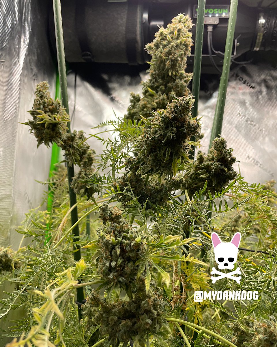 MyDankDog's tweet image. She got the chop at Week Thirteen 12/12. Heavy gas, chem, pine, lime/citrus. Very stingy in the nose!

Terpyz Fern-Type Mentha de Croco feminized photoperiod.

Grown inside a Vivosun 3x3 Grow Tent Pro Kit, under 150w Vivosun LumaLights.

 #Vivosun #growyourown #Homegrown