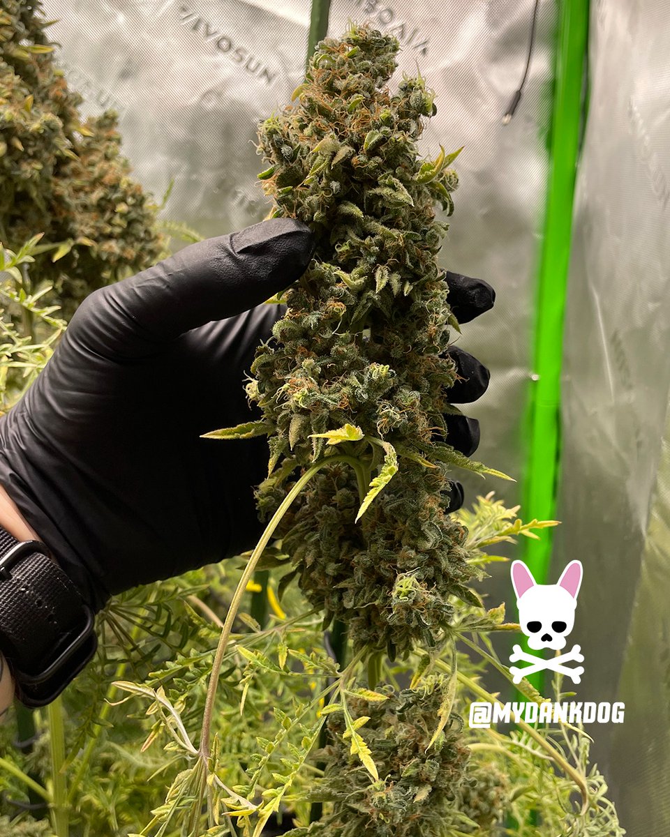 MyDankDog's tweet image. Chopped at Week Thirteen 12/12. Heavy gas, chem, pine, lime/citrus. Very stingy in the nose!  Terpyz Fern-Type Mentha de Croco feminized photoperiod.

Grown inside a Vivosun 3x3 Grow Tent Pro Kit, under 150w Vivosun LumaLights.

#Vivosun #growyourown #Homegrown #homegrower