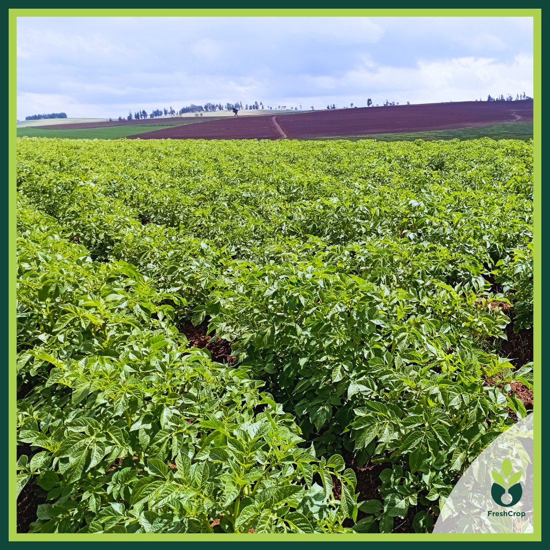 FreshcropLtd's tweet photo. Your crop is building leaf area now. This canopy is your factory. Protect it. Any damage now affects yield directly. Ensure plants are not stressed, water, nutrients, and pest control must be steady and consistent. #FreshCropLimited #FarmManagement https://t.co/vvKERNEl2s
