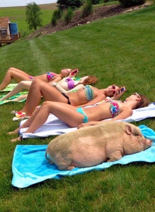 Notapiggyanymore tweet media