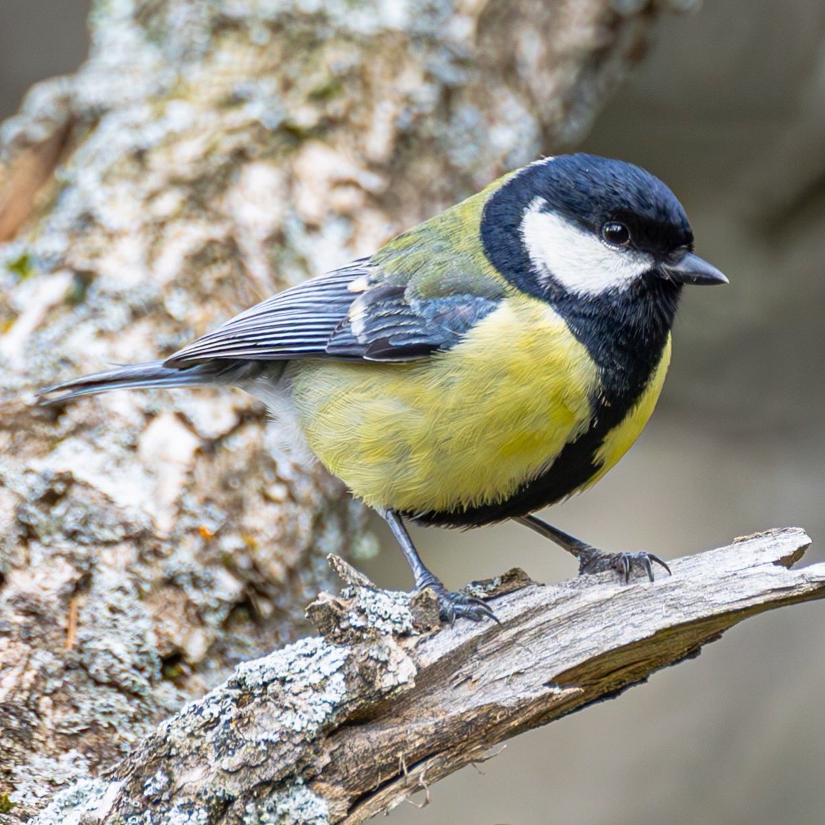 Fatih Önen 🇹🇷 tweet media