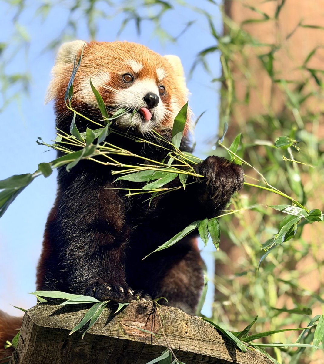 Zoo Boise tweet media