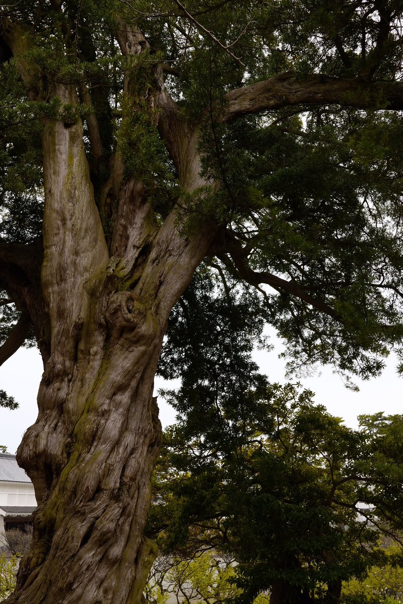 Yamashita_Photo's tweet image. 写真撮らないだろうと思う日にα7CIIかSIGMA BF持っていくのがいい。
そろそろSONYのα機材持ち運びたくなって来た。

色味まあまあだけど、桜の色とかはSONYの方が良い
#SIGMA
#Bf 
#35mmF2