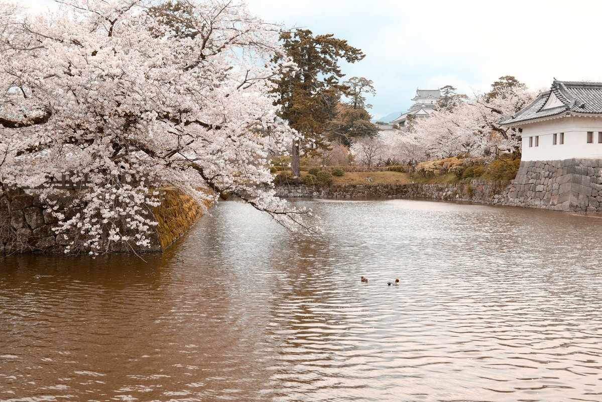 Yamashita_Photo's tweet image. 写真撮らないだろうと思う日にα7CIIかSIGMA BF持っていくのがいい。
そろそろSONYのα機材持ち運びたくなって来た。

色味まあまあだけど、桜の色とかはSONYの方が良い
#SIGMA
#Bf 
#35mmF2