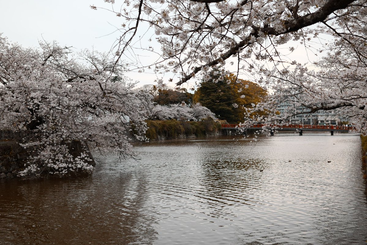 Yamashita_Photo's tweet image. 写真撮らないだろうと思う日にα7CIIかSIGMA BF持っていくのがいい。
そろそろSONYのα機材持ち運びたくなって来た。

色味まあまあだけど、桜の色とかはSONYの方が良い
#SIGMA
#Bf 
#35mmF2