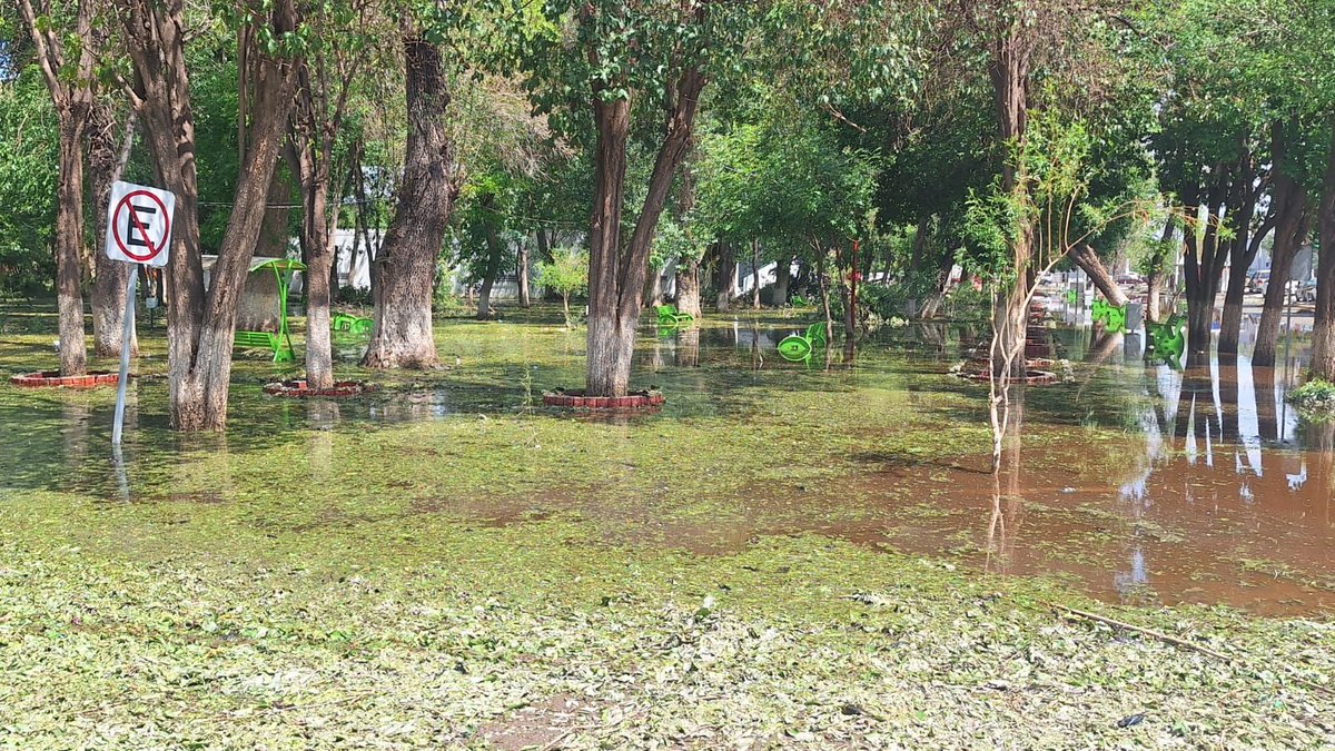 #AlMomento 🚨Así se encuentra el Parque Victoria de Lerdo, tras la tromba y granizo del pasado fin de semana. Cementerio de aves 🌳😢