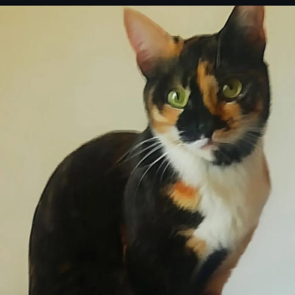 Serenella Raimondo tweet media