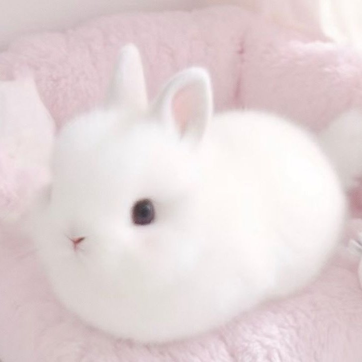 Bunni of shedtwt LIMITED !! tweet media