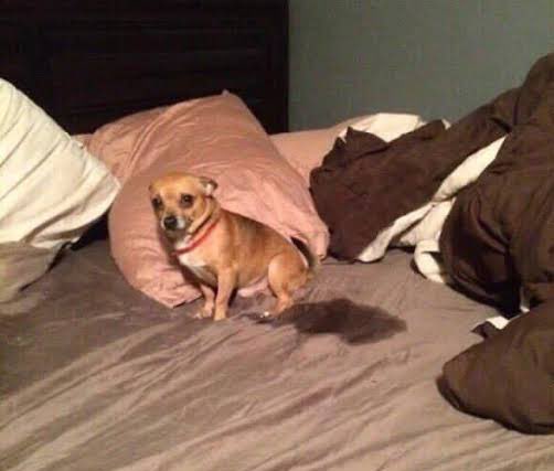 Carlos Camacho | CHICO DUNE 🌓 tweet media