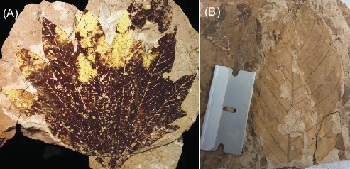 GSAPublications's tweet image. New in #Geosphere: Hren and Brandon use new leaf wax hydrogen isotope data to show that the Sierra Nevada experienced renewed uplift in the late Cenozoic. doi.org/10.1130/GES028… #Geoscience #SierraNevada #Uplift #HydrogenIsotope