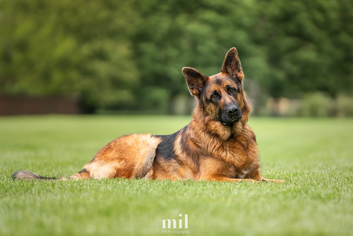 MillersImage's tweet image. Here's Vinnie, such a handsome three year old German Shepherd Dog that was so obliging with his head tilts.

All of his photos were taken on and around the Long Walk in Windsor, Berkshire.

#dogs #dogsoftwitter #dog #GSD