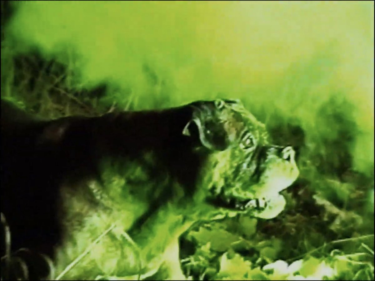 Planet_Hex_on_X's tweet photo. If Bonkey: The Mutated isn’t on your horror watchlist for this year, it really should be. 

The shot-on-video subgenre is alive and well and filmmakers like Anthony Leroy are responsible. This looks to be his best work yet. https://t.co/FcEezCT6iR