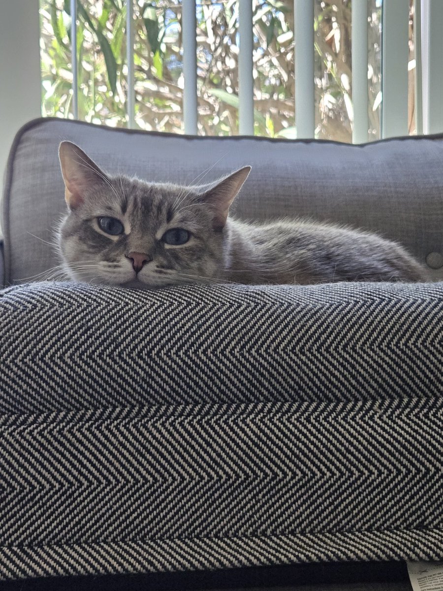 Mo🇺🇸 tweet media