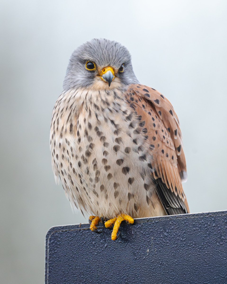 Steve Liptrot Photography tweet media