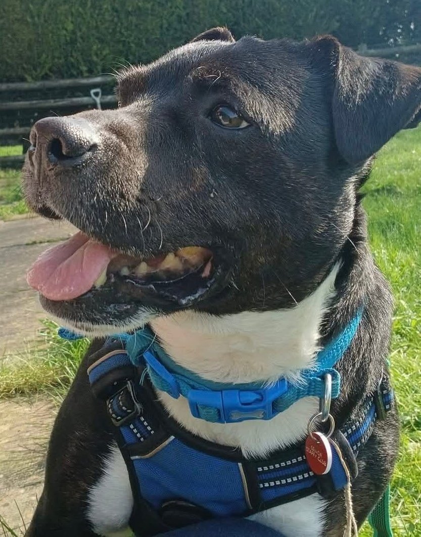 Senior Staffy Club Dog Rescue tweet media