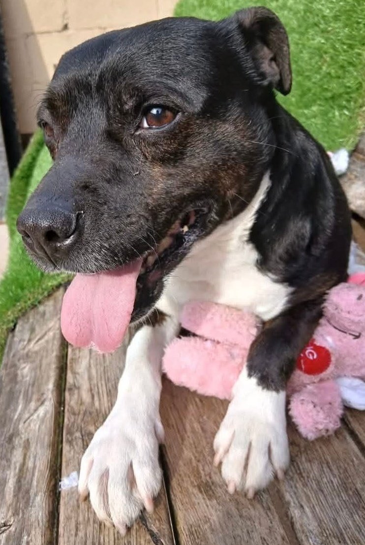 Senior Staffy Club Dog Rescue tweet media