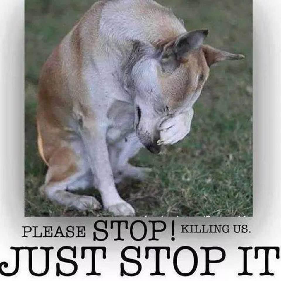 Wynjym's tweet image. QUOTES ON THE DAILY #KILLING @ #NYCACC

"They are killing for fun now! It’s seems there is no organisation at the top of management in the care of these dogs!"
"I will never visit NYC. It is a Bad Place for dogs, so it is Bad place for me"

@NYCMayor @NYCComptroller @SpeakerMenin