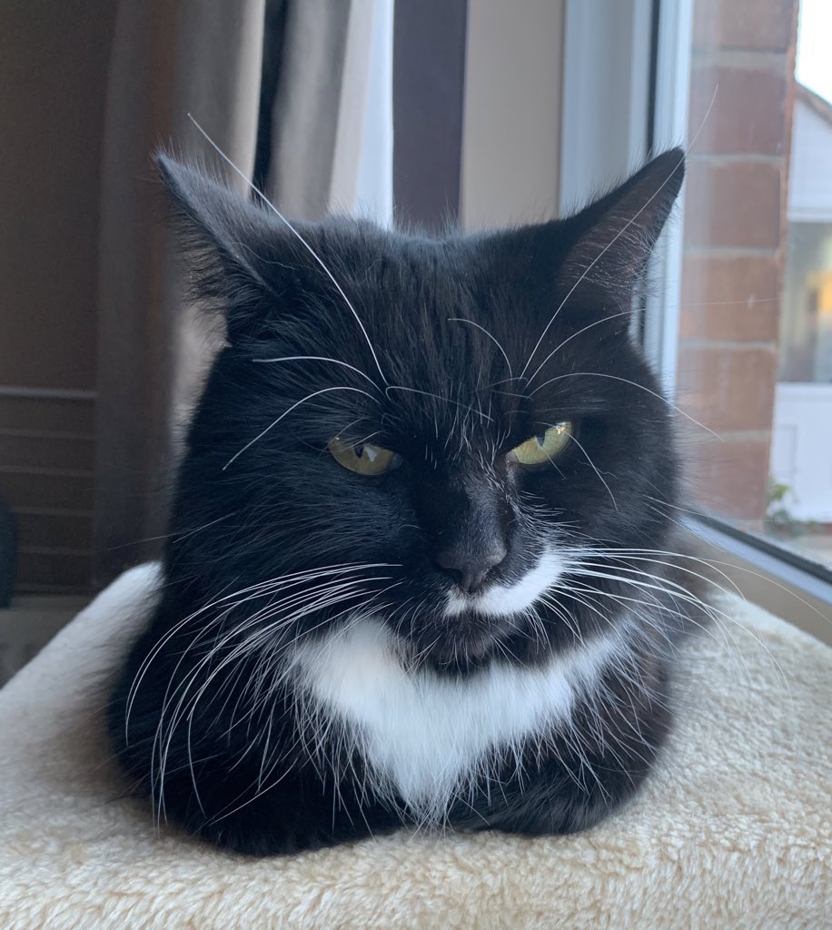 Jenson and Arwen 🌈RIP tweet media