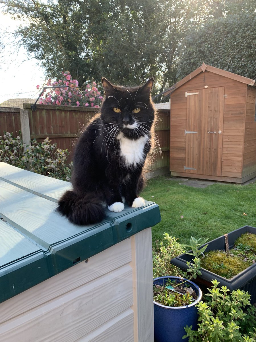 Jenson and Arwen 🌈RIP tweet media