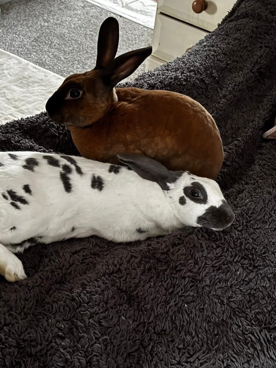 Carrot Cottage Rabbit Rescue tweet media