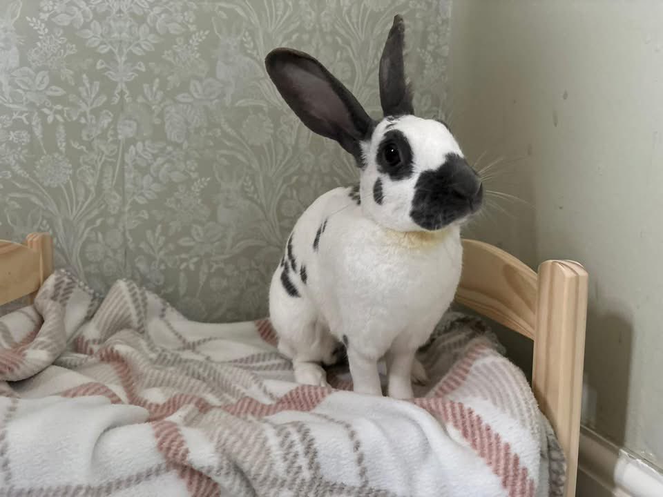 Carrot Cottage Rabbit Rescue tweet media