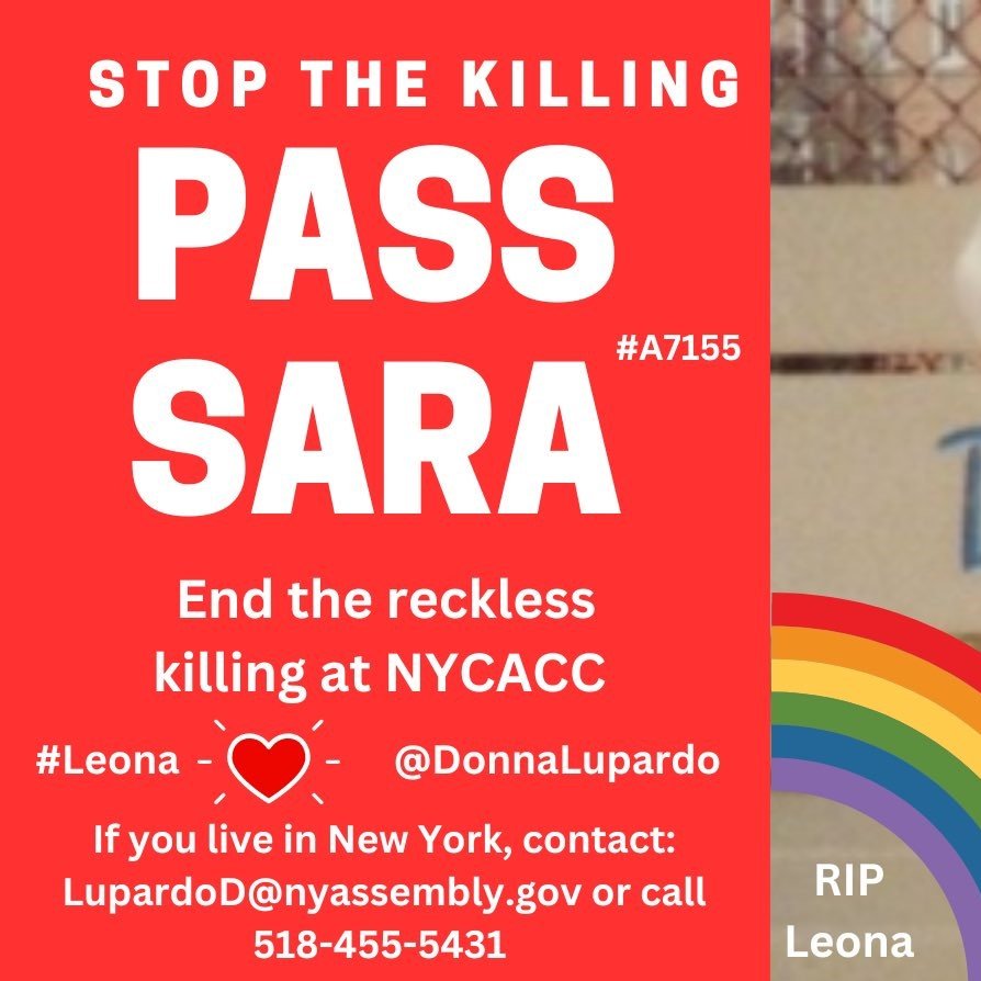 Wynjym's tweet image. QUOTES ON THE DAILY #KILLING @ #NYCACC

"They are killing for fun now! It’s seems there is no organisation at the top of management in the care of these dogs!"
"I will never visit NYC. It is a Bad Place for dogs, so it is Bad place for me"

@NYCMayor @NYCComptroller @SpeakerMenin