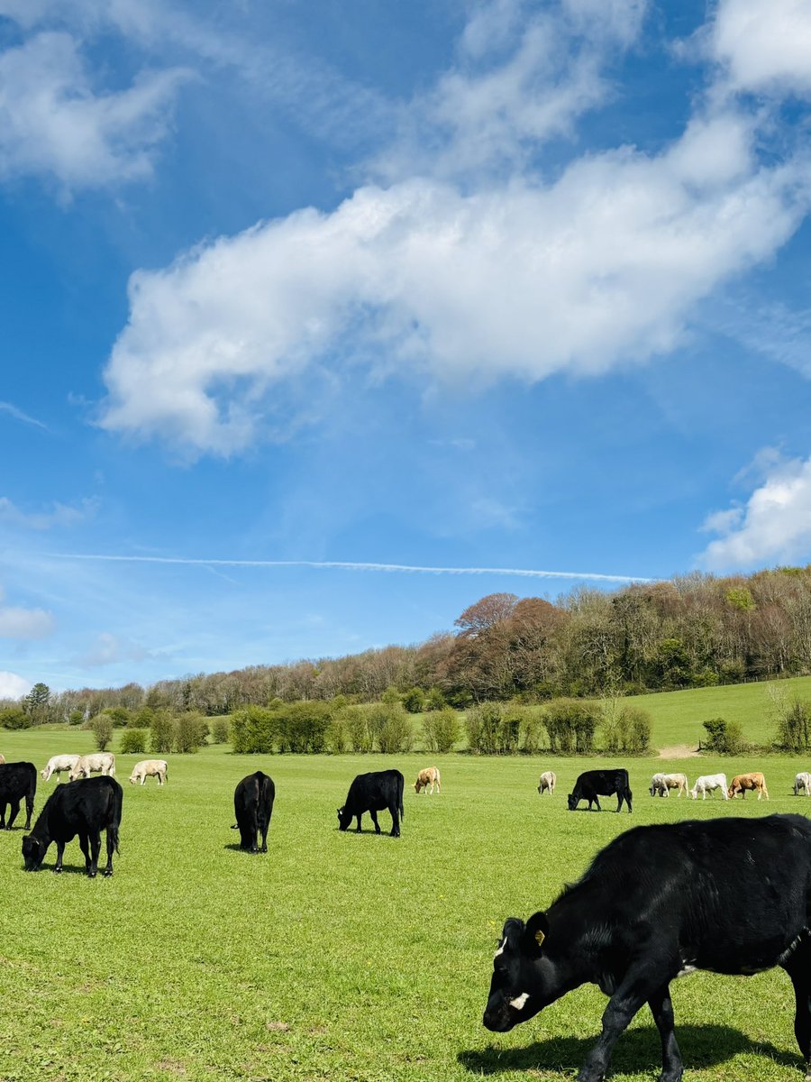 クリケット🏏母 tweet media