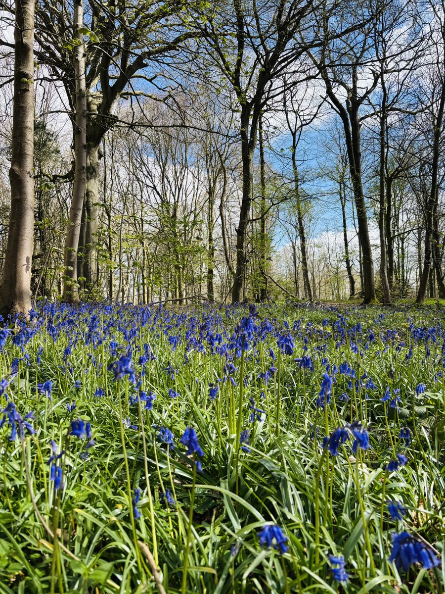 クリケット🏏母 tweet media