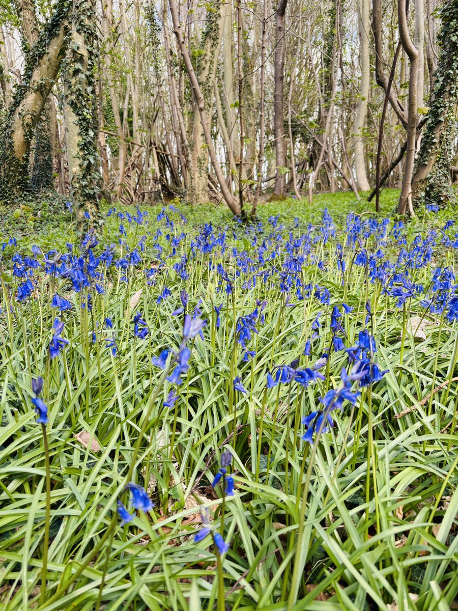 クリケット🏏母 tweet media