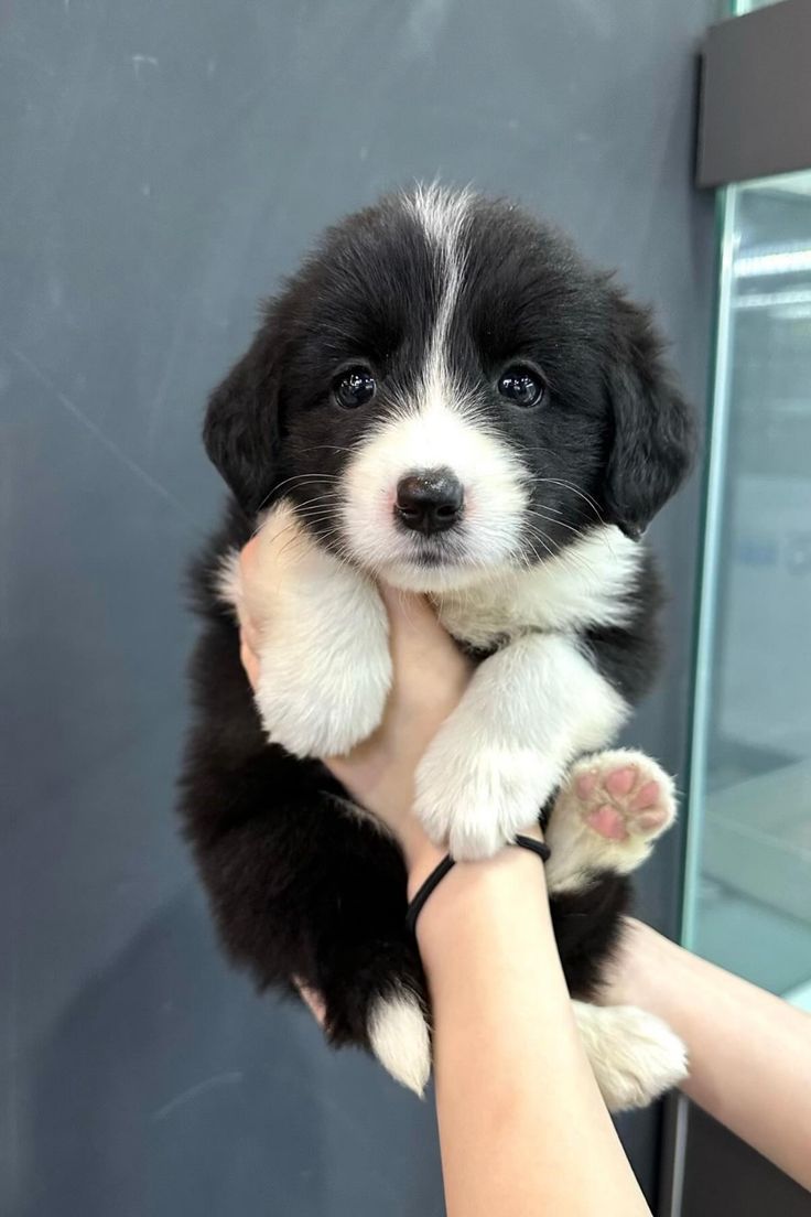 Animal Lover tweet media