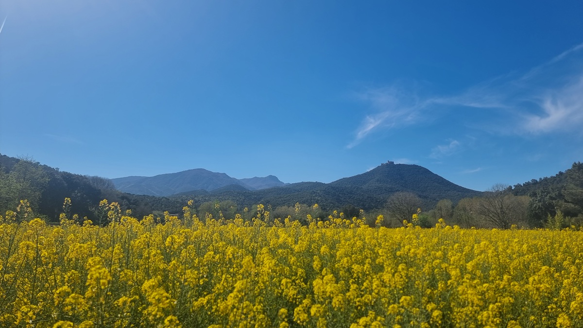 Felix 't Hart tweet media