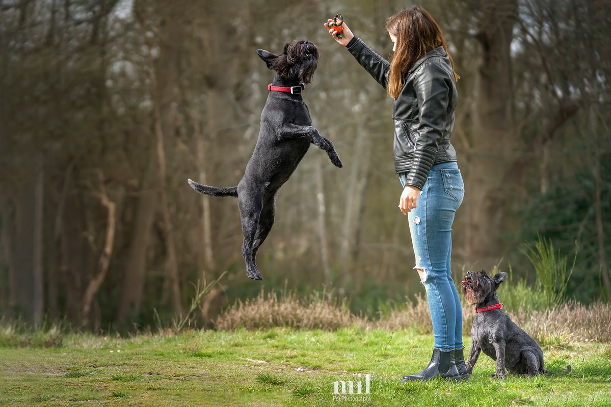 MillersImage's tweet image. It's time for "Throwback Thursday." This image is of Dottie the standard schnauzer jumping high, whilst Duchess the miniature schnauzer watches in awe at her height.  They were having fun at Virginia Water in Windsor Great Park in Berkshire. #dogs #dogsoftwitter #dog #schnauzer