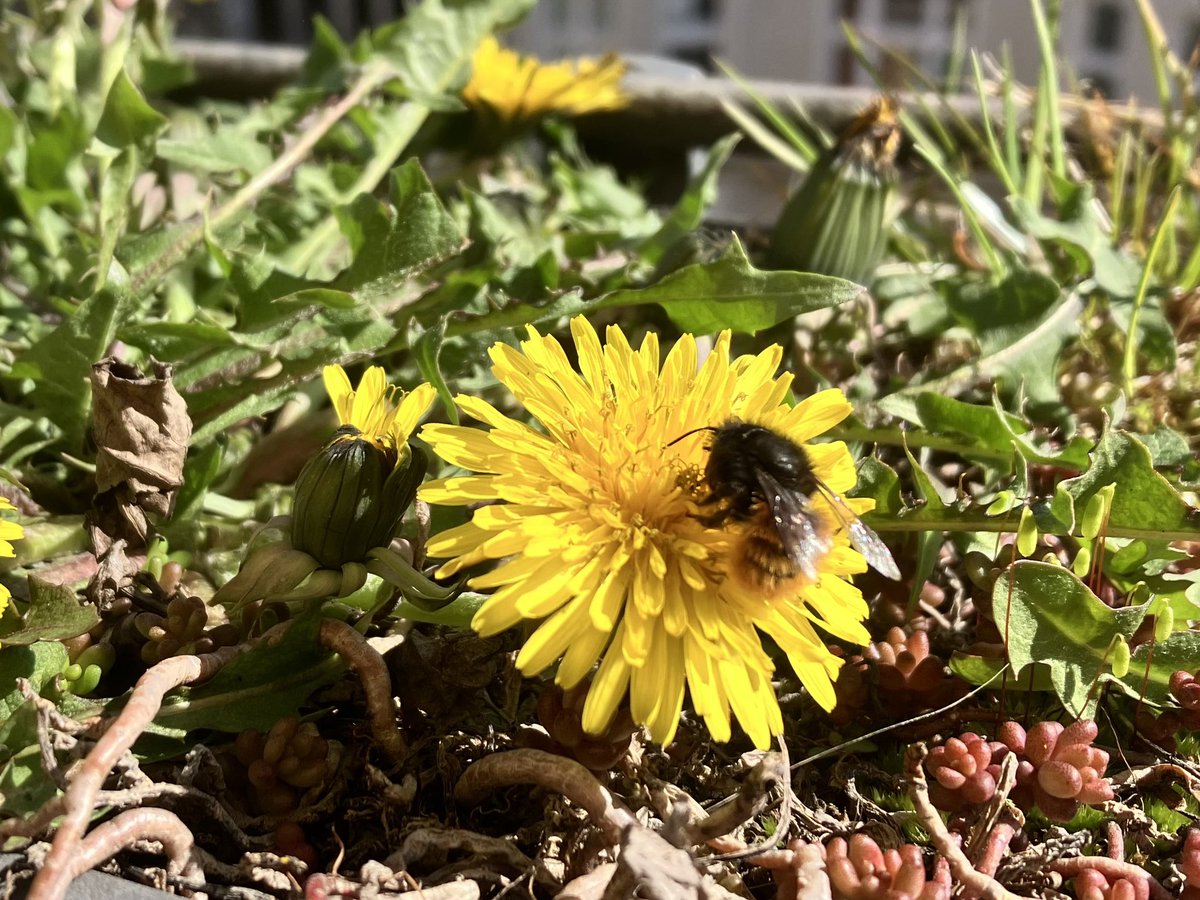 NoHealthNoFun's tweet image. If I want to grow lettuce, I’ll have to evict the bee!
#dilemma