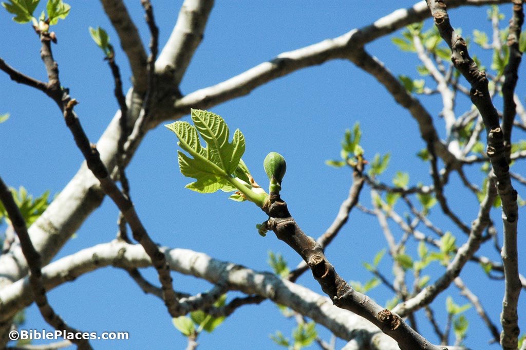 OrthodoxLudwell's tweet photo. “O brethren, let us fear the punishment of the fig tree, withered because it was unfruitful; and let us bring worthy fruits of repentance unto Christ, who grants us His great mercy.” #HolyMonday
https://t.co/Ktc9v5By89 https://t.co/4YFFEKVvRP